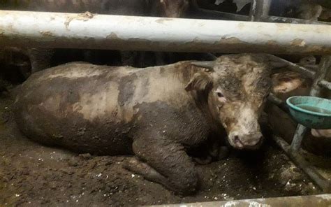 In first, Agriculture Ministry admits to cruel conditions on animal transports | The Times of Israel