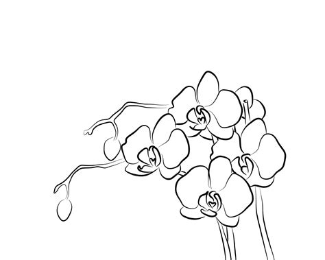 White Orchid Wallpaper in 2021 | Orchid wallpaper, White orchids, Orchid drawing