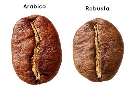 4 Different Types of Coffee Beans (plus 16 varietals)