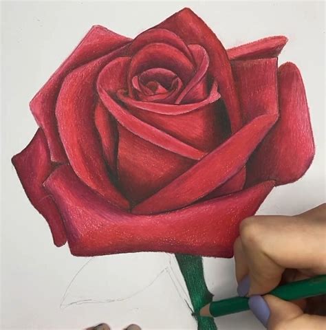 12 UNIQUE Rose Drawings Images (made by Hand)