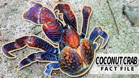 Coconut Crab facts: LARGEST Terrestrial Arthropods | Animal Fact Files - YouTube