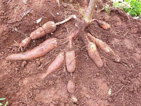 Cassava Root Stock Photos, Images and Backgrounds for Free Download