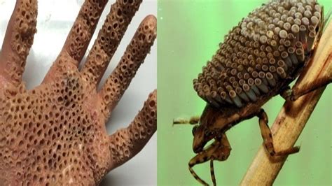 Scariest Insects In The World