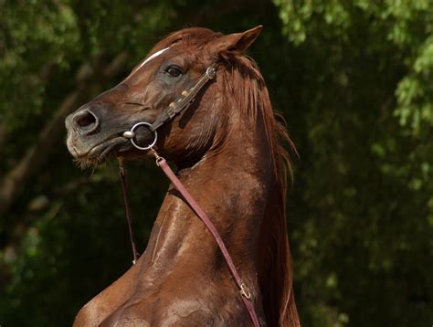 Free Images : pasture, rein, stallion, mane, fauna, bridle, vertebrate ...