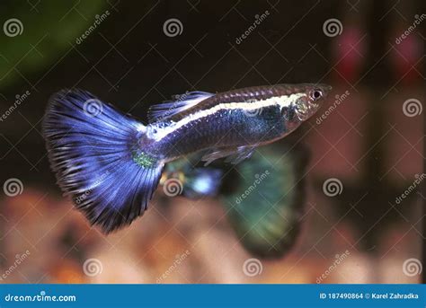 Guppy fish, neon form. stock photo. Image of aquarium - 187490864