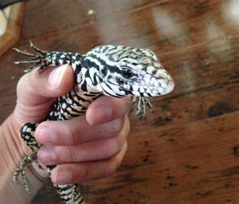 Argentine Vs Columbian Tegu : The argentine black and white tegu ...