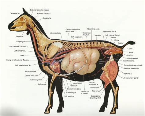 Image result for goat anatomy | Medicina veterinária, Fatos sobre ...