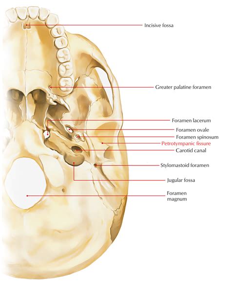 Petrotympanic Fissure – Earth's Lab