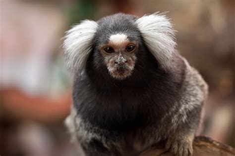 Common Marmoset Rio