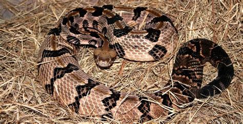 Timber Rattlesnake | The Animal Facts | Appearance, Diet, Habitat, Range