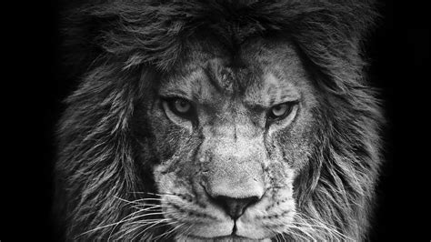 Angry Lion Laptop Wallpapers - Top Free Angry Lion Laptop Backgrounds - WallpaperAccess