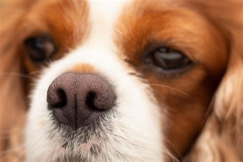 Dog Dry Nose: Causes and How to Help | Great Pet Care