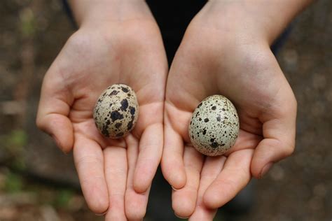 our experience hatching quail eggs - WoolyMossRoots