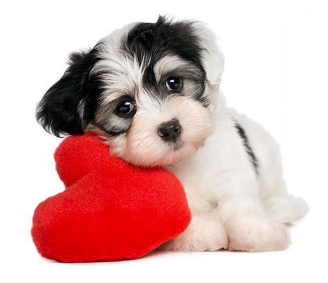 Puppy Love Wallpapers - Top Free Puppy Love Backgrounds - WallpaperAccess