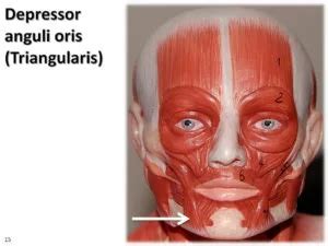 Depressor Anguli Oris Muscle- origin, insertion, exercises