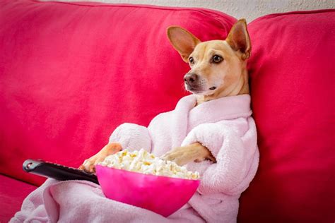 Perfect Millennial Leisure: Take Your Pup to a Dog-Friendly Movie ...