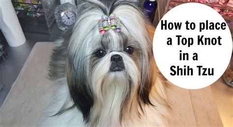 HOW TO PLACE TOPKNOT IN A SHIH TZU - YouTube | Shih tzu grooming, Shih tzu, Top knot