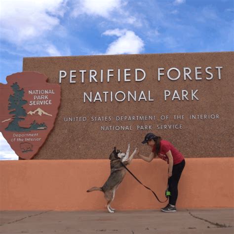 Petrified Forest Is the Most Dog-Friendly National Park » Bonjour Becky | National parks ...