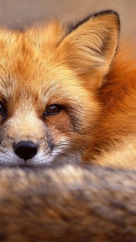 Cute Fox Wallpaper