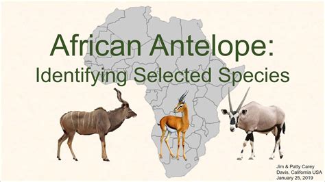 Identifying common African antelope - YouTube