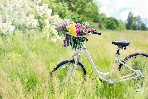 Bicycle Meadow Flowers · Free photo on Pixabay
