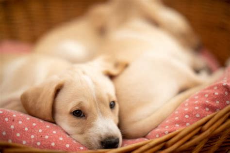 80+ Labrador Retriever Puppies Sleeping On Basket Stock Photos ...