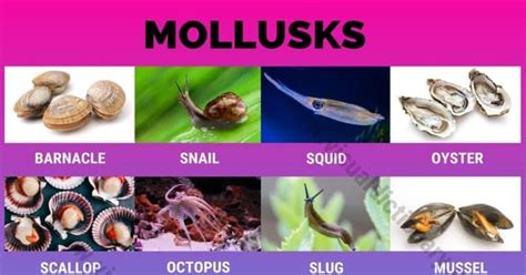 Mollusks: Interesting List of 16 Commonly Found Marine Mollusca Animals ...