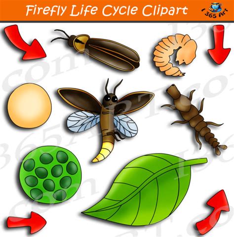 Firefly Life Cycle Clipart Graphics Bundle - Clipart 4 School