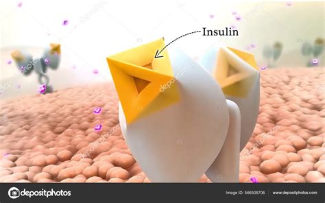 Insulin Hormone Produced Your Pancreas Controls Amount Glucose Your ...