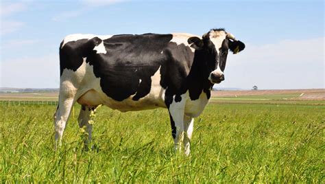 Fotos de vacas lecheras en verdes praderas