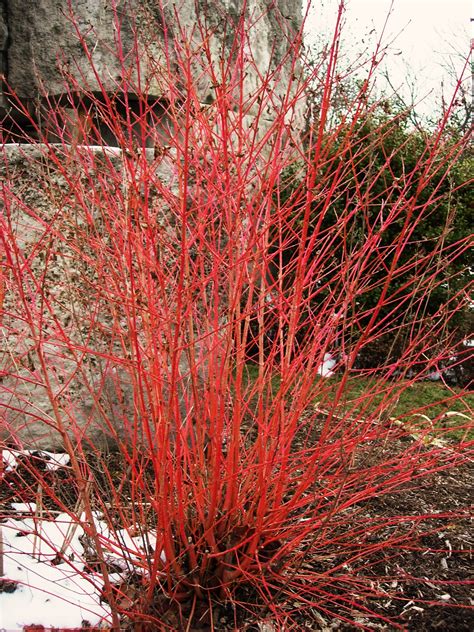 Red twig dogwood companion plants - randompastor