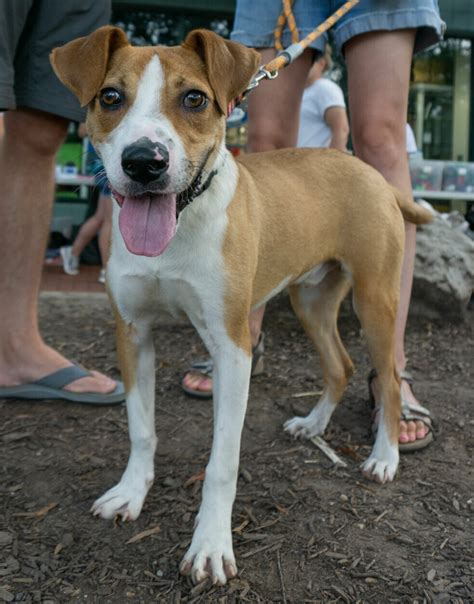 Arlington animal rescue gives shelter to dogs impacted by Hurricane Ida ...