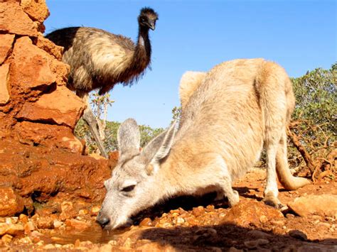 Cute Baby Kangaroo Backgrounds Stock Photos, Pictures & Royalty-Free ...