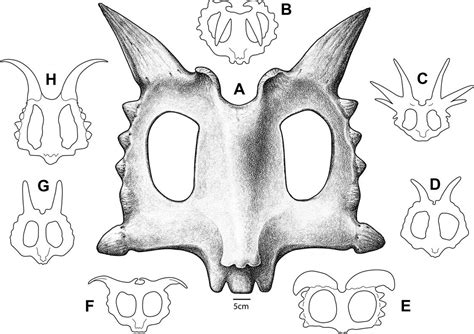 FÓSIL: [PDF] A NEW CERATOPSID FROM THE FOREMOST FORMATION (MIDDLE ...