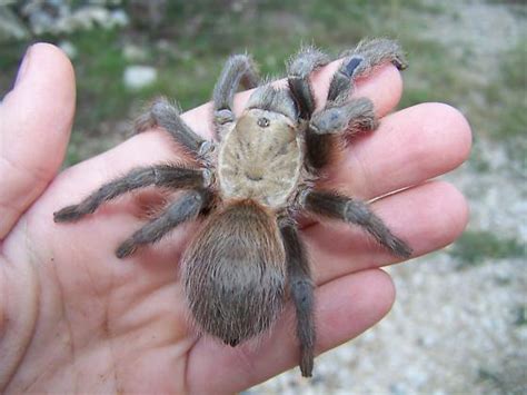 Texas Brown Tarantula | NatureRules1 Wiki | Fandom