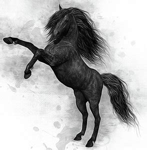 Black Stallion Drawing at PaintingValley.com | Explore collection of Black Stallion Drawing