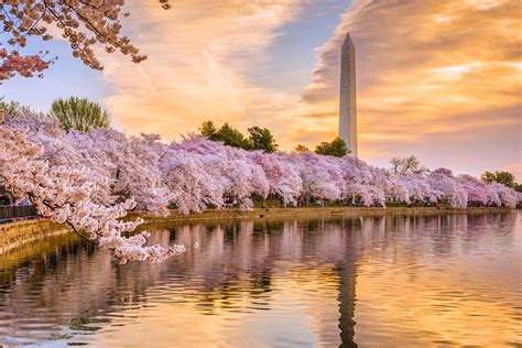 Take the Train to Cherry Blossom Season in Washington, DC! | Amtrak Vacations®