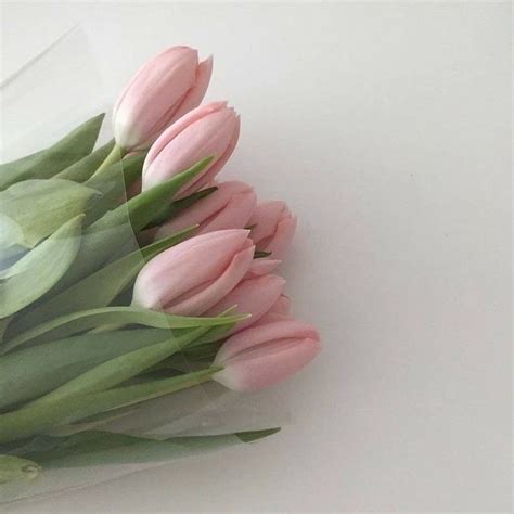 k u m o | Flower aesthetic, Pink tulips, Plant aesthetic