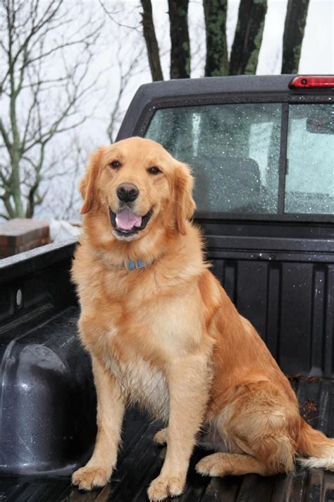 Golden Retriever Puppies Houston Rescue