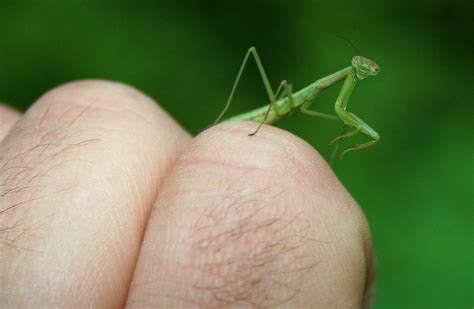 Baby Praying Mantis | Baby Praying Mantis resting on my knuc… | Flickr