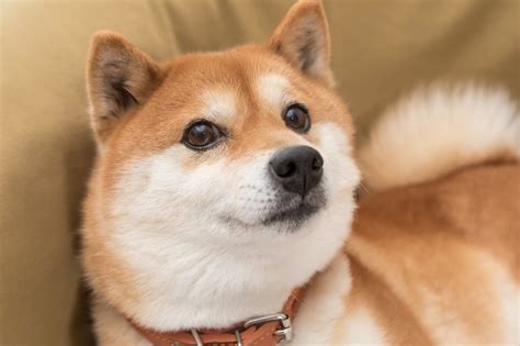 Shiba Inu vs. Dogecoin: Which Pupcoin's More Bite Than Bark? | The Motley Fool