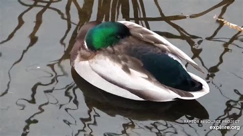 Mallard Duck – RRP Field Guide