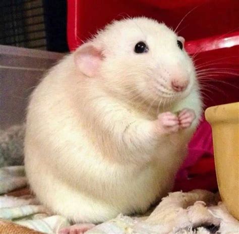 Pin by April arrianna on fluffy | Cute rats, Cute hamsters, Dumbo rat