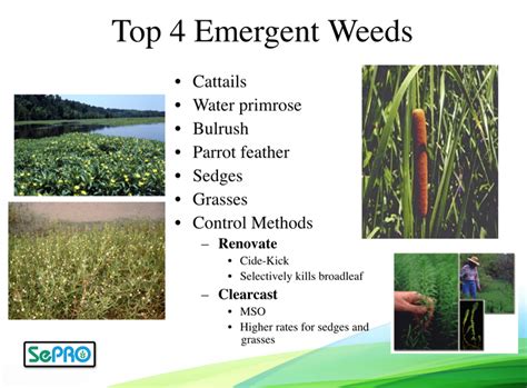 Emergent Weeds: Types & Solutions | SePRO Corporation