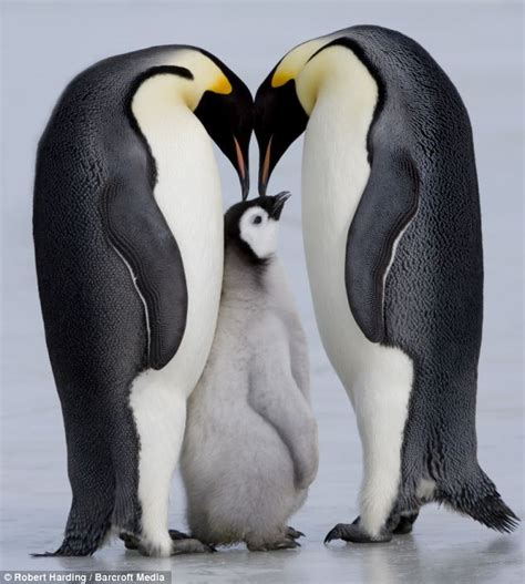 Adorable baby penguin gets a kiss from mother | Daily Mail Online