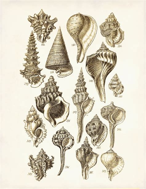 Seashells Poster Seashells Art Print George Sowerby Seashell - Etsy