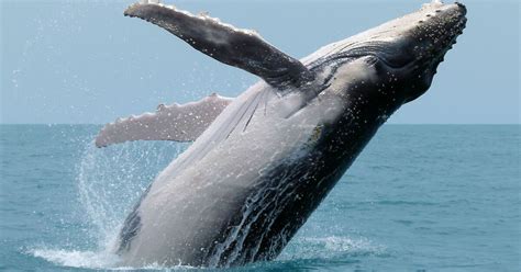 Humpback whale – Australian Antarctic Program