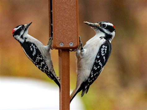 Female And Male Downy Woodpecker