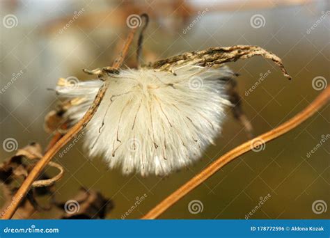 Tussilago Farfara Seeds Flower Head Dendelion in Sun Light Stock Photo ...