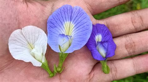 Bunga Telang: Sumber Pangan Alam Masa Depan
